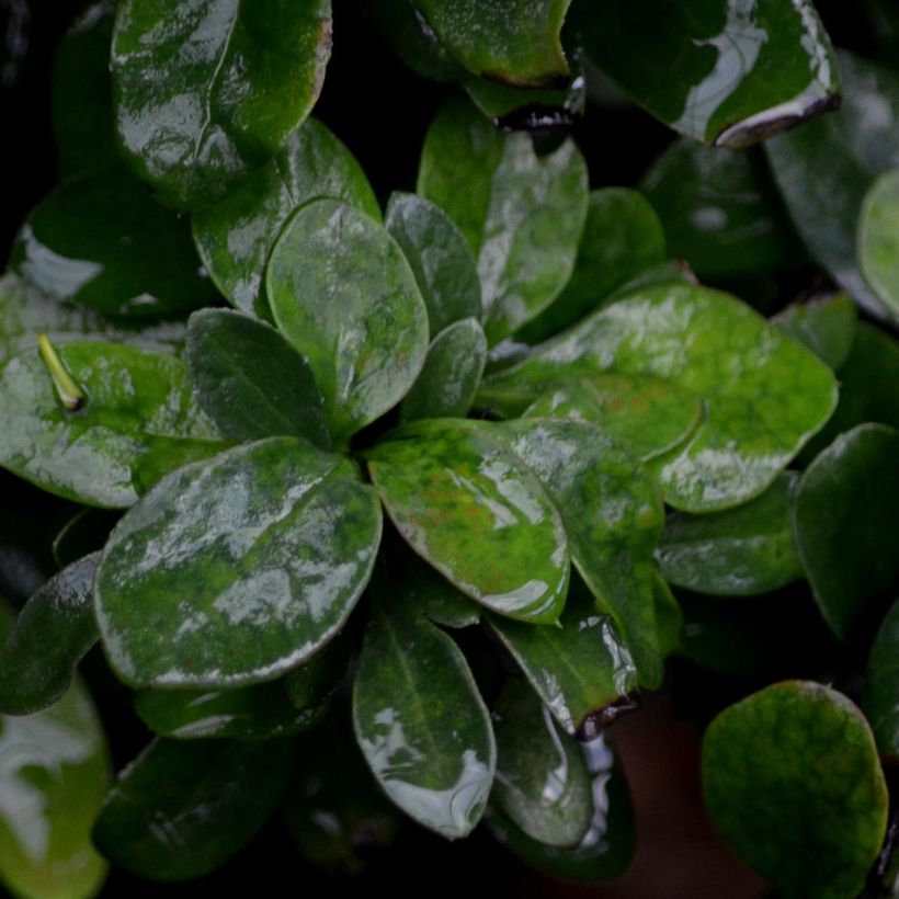 Berberis thunbergii Bagatelle (Foliage)