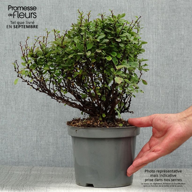 Example of Berberis thunbergii Bagatelle Topf mit 2L/3L as you get in ete