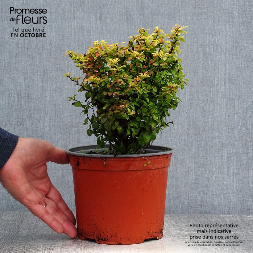 Example of Berberis thunbergii Bonanza Gold Topf mit 2L/3L as you get in automne