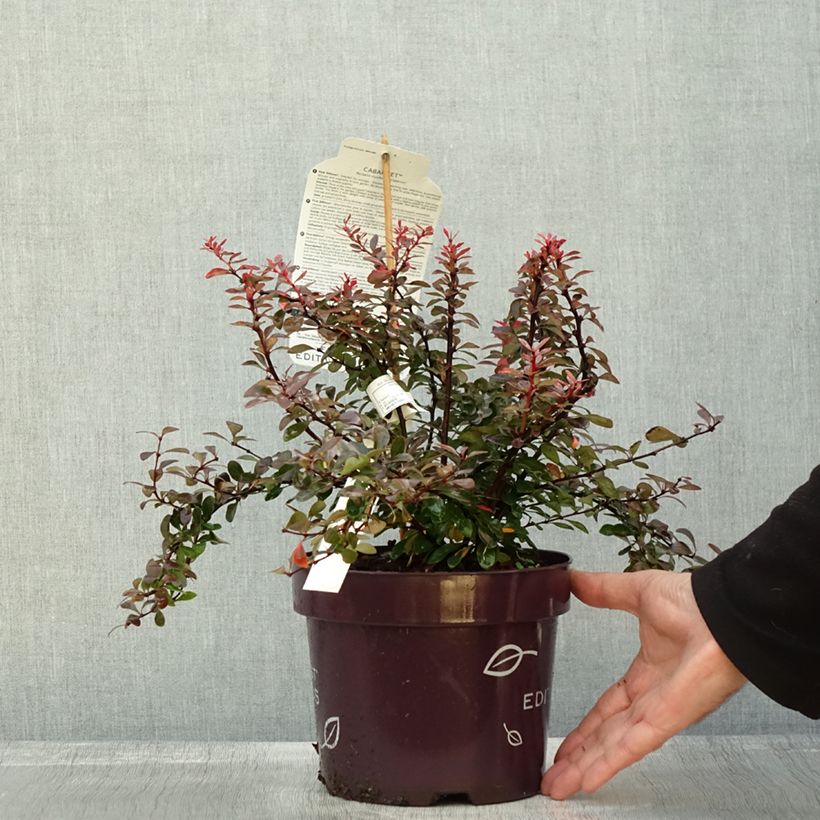 Example of Berberis thunbergii Cabernet® FIRST EDITIONS® - Thunberg-Berberitze Topf mit 3L/4L as you get in automne