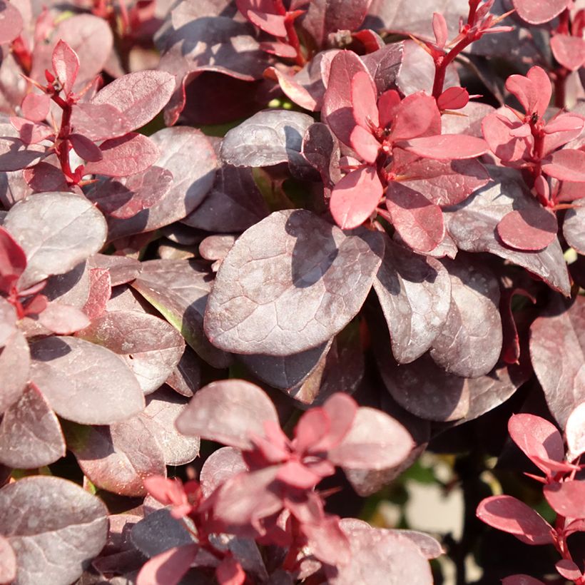 Berberis thunbergii Concorde (Foliage)