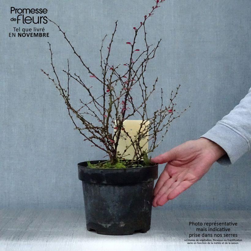 Example of Berberis thunbergii Dart's Red Lady Topf mit 2L/3L as you get in automne