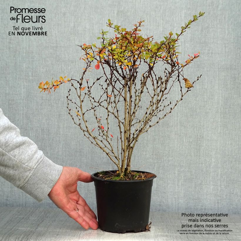 Example of Berberis thunbergii Topf mit 2L/3L as you get in automne