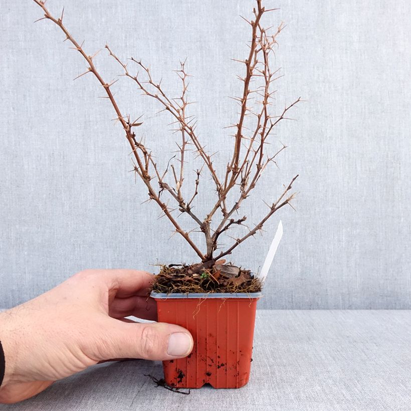 Example of Berberis thunbergii Erecta Kleine Töpfe von 8/9 cm as you get in hiver