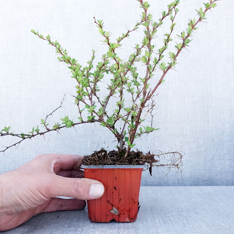 Exemplar von Berberis thunbergii Erecta Kleine Töpfe von 8/9 cm wie im Frühjahr geliefert