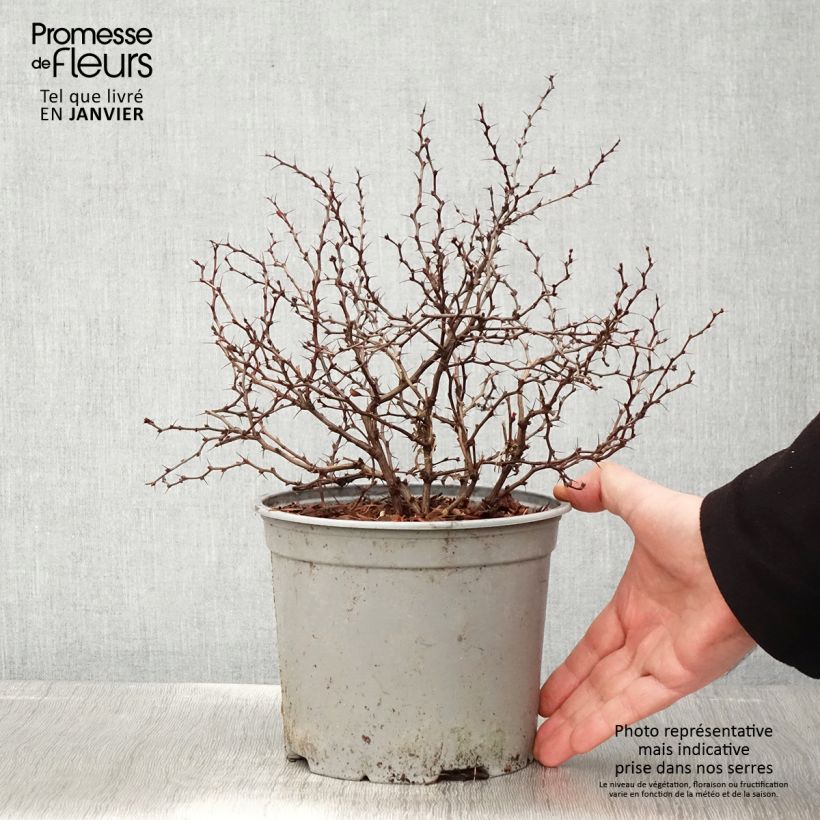 Exemplar von Berberis thunbergii Fireball Topf mit 2L/3L wie im Winter geliefert