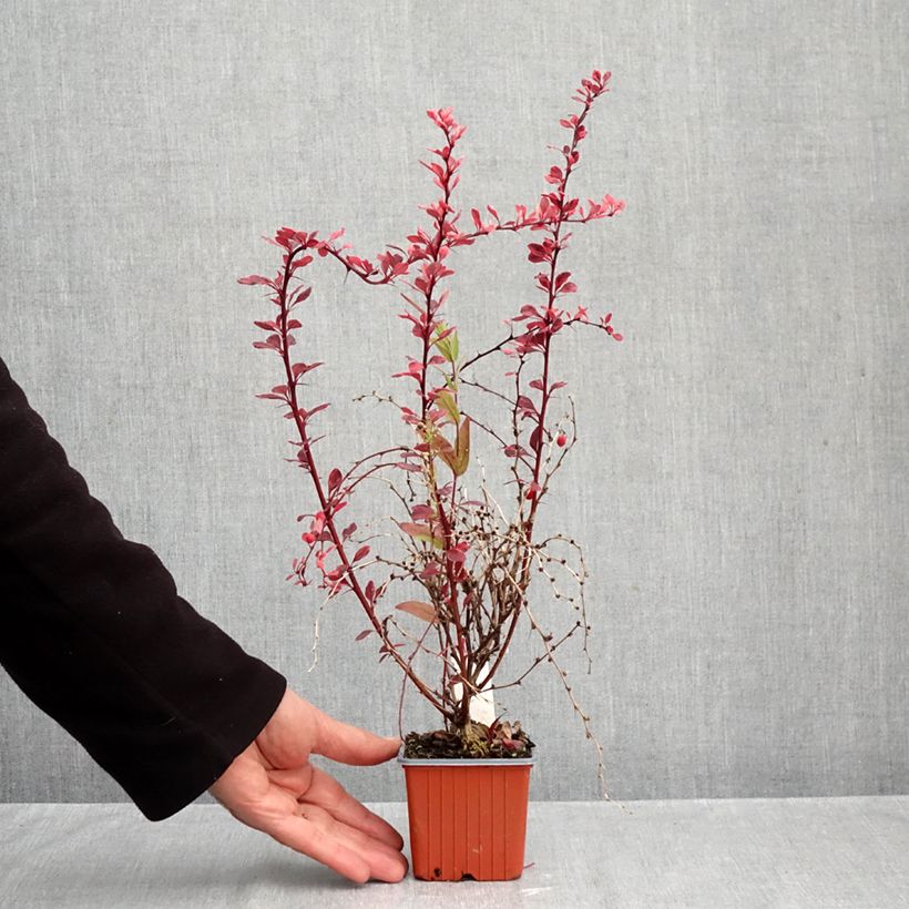 Exemplar von Berberis thunbergii Flamingo Kleine Töpfe von 8/9 cm wie im Herbst geliefert