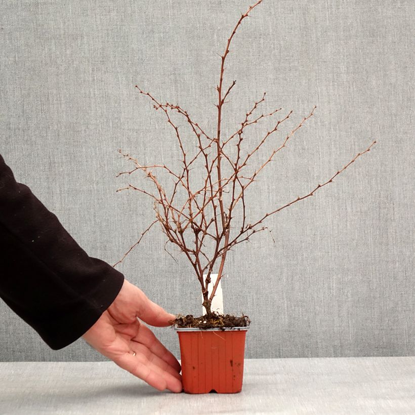 Example of Berberis thunbergii Flamingo Kleine Töpfe von 8/9 cm as you get in hiver