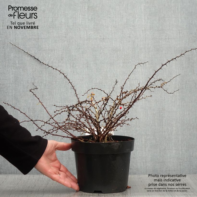 Example of Berberis thunbergii Golden Carpet Topf mit 3L/4L as you get in automne