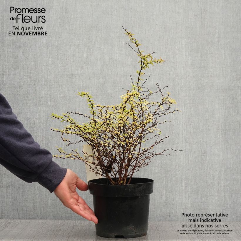 Example of Berberis thunbergii Golden Dream Topf mit 2L/3L as you get in automne