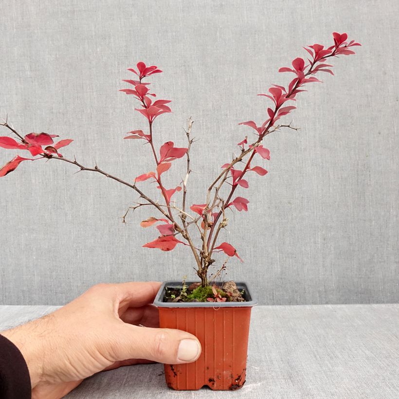 Exemplar von Berberis thunbergii Golden Ring Kleine Töpfe von 8/9 cm wie im Herbst geliefert