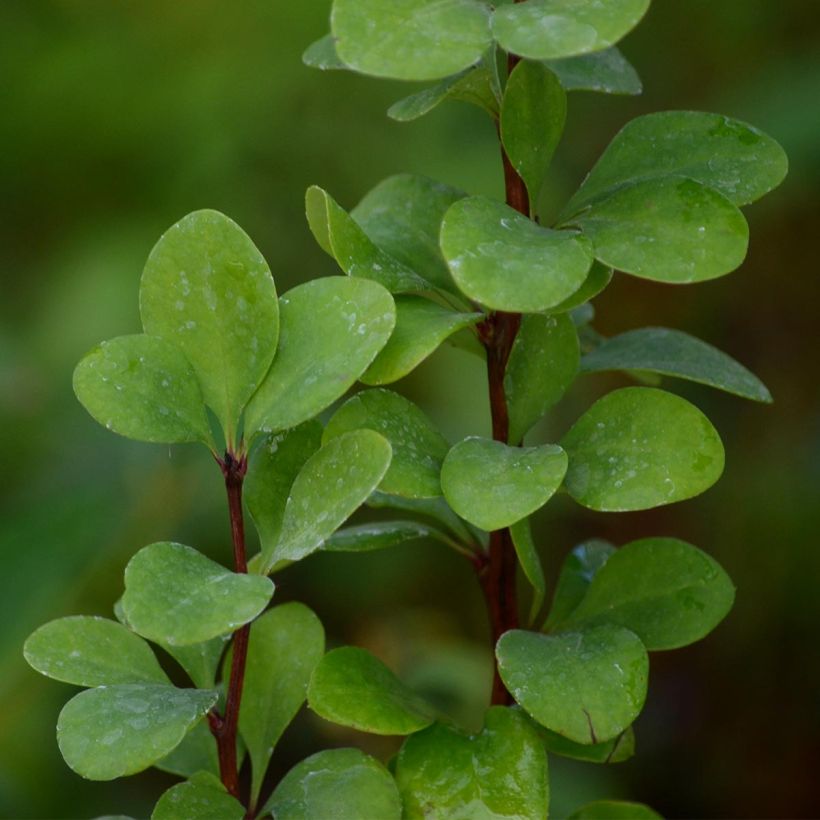 Berberis thunbergii Golden Rocket (Foliage)