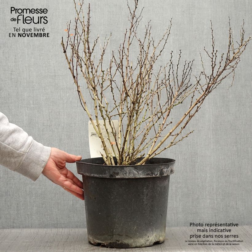 Example of Berberis thunbergii Golden Rocket Topf mit 7,5L/10L as you get in automne