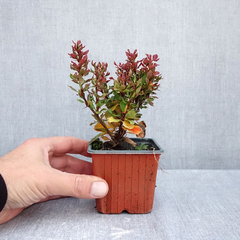 Exemplar von Berberis thunbergii Golden Ruby Kleine Töpfe von 8/9 cm wie im Herbst geliefert
