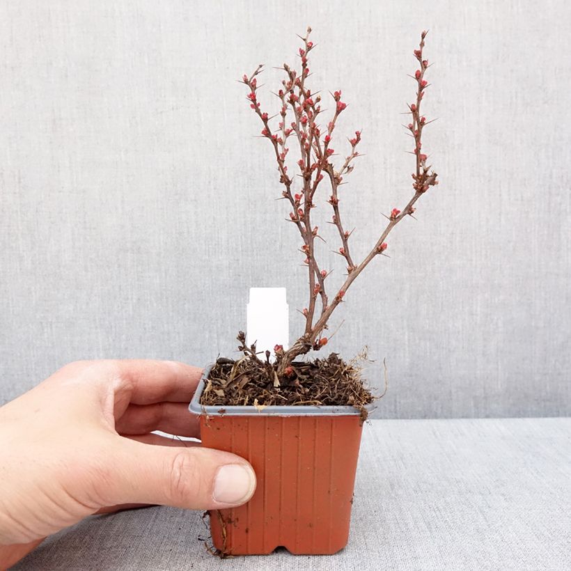 Example of Berberis thunbergii Golden Ruby Kleine Töpfe von 8/9 cm as you get in hiver