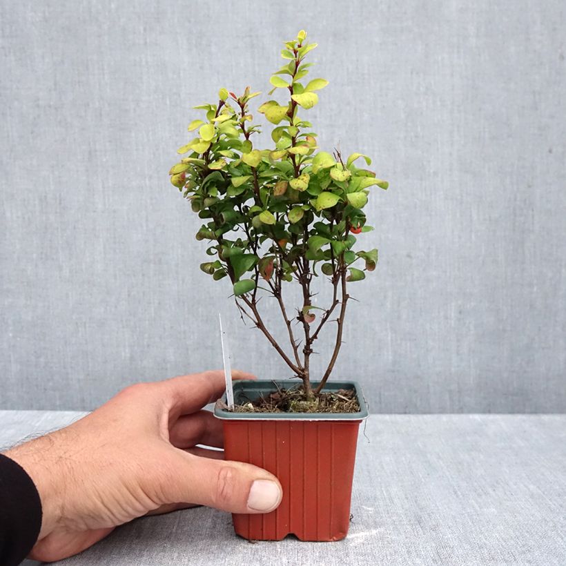 Exemplar von Berberis thunbergii Golden Torch Kleine Töpfe von 8/9 cm wie im Herbst geliefert
