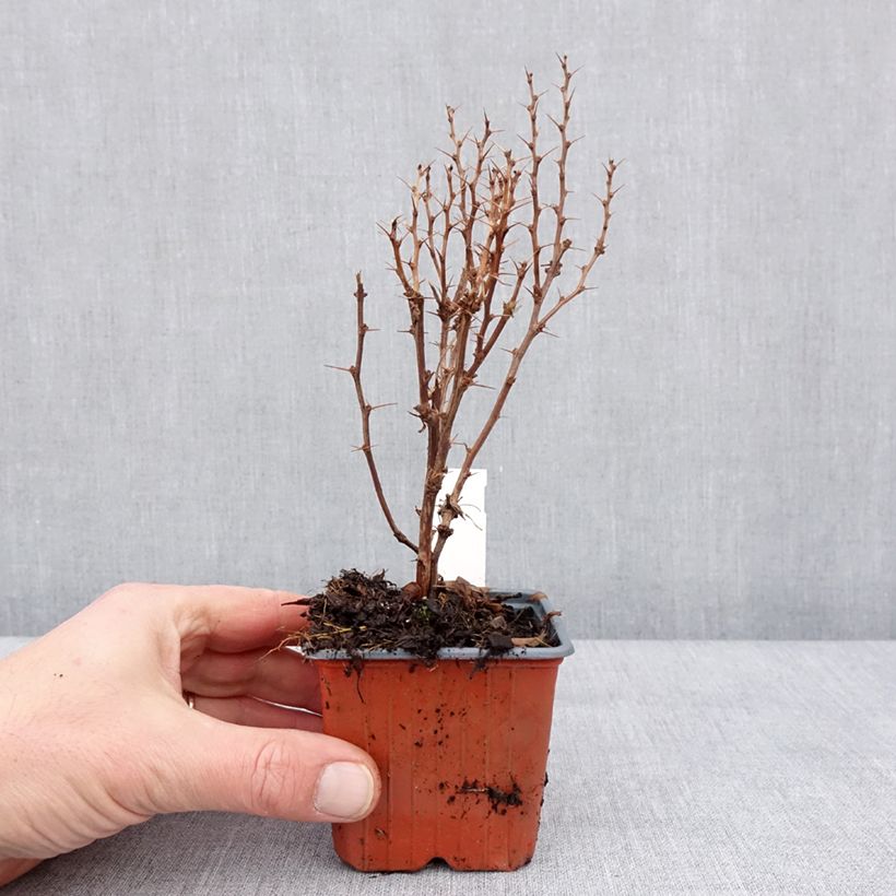 Example of Berberis thunbergii Golden Torch Kleine Töpfe von 8/9 cm as you get in hiver