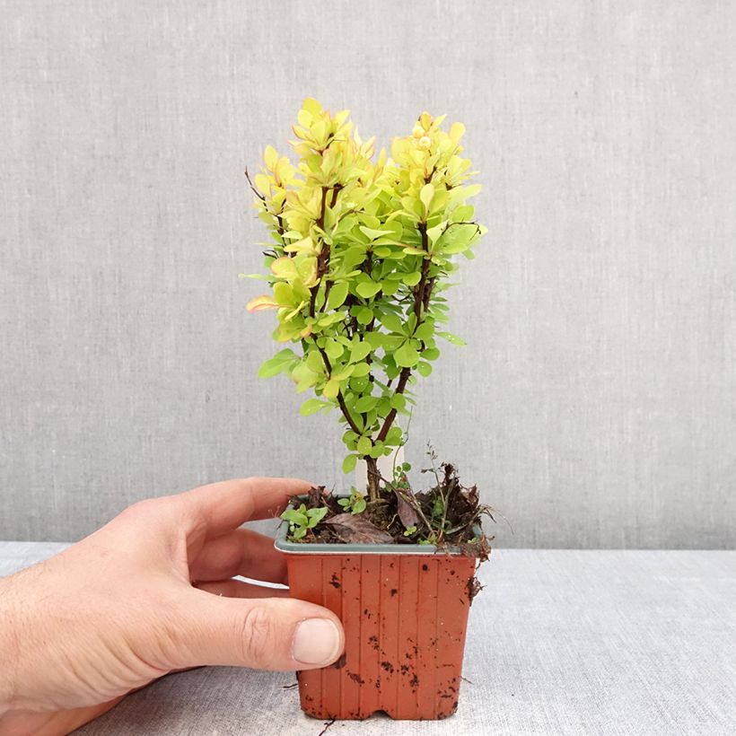 Exemplar von Berberis thunbergii Golden Torch Kleine Töpfe von 8/9 cm wie im Frühjahr geliefert