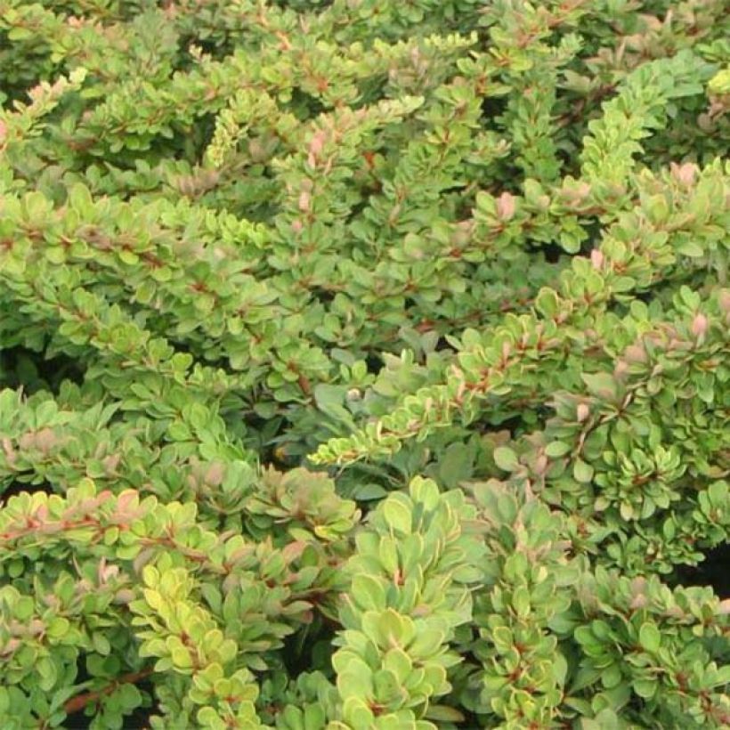 Berberis thunbergii Green Carpet (Foliage)