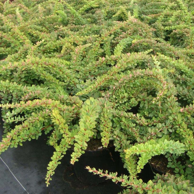 Berberis thunbergii Green Carpet (Plant habit)