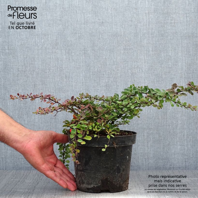 Example of Berberis thunbergii Green Carpet Topf mit 3L/4L as you get in automne