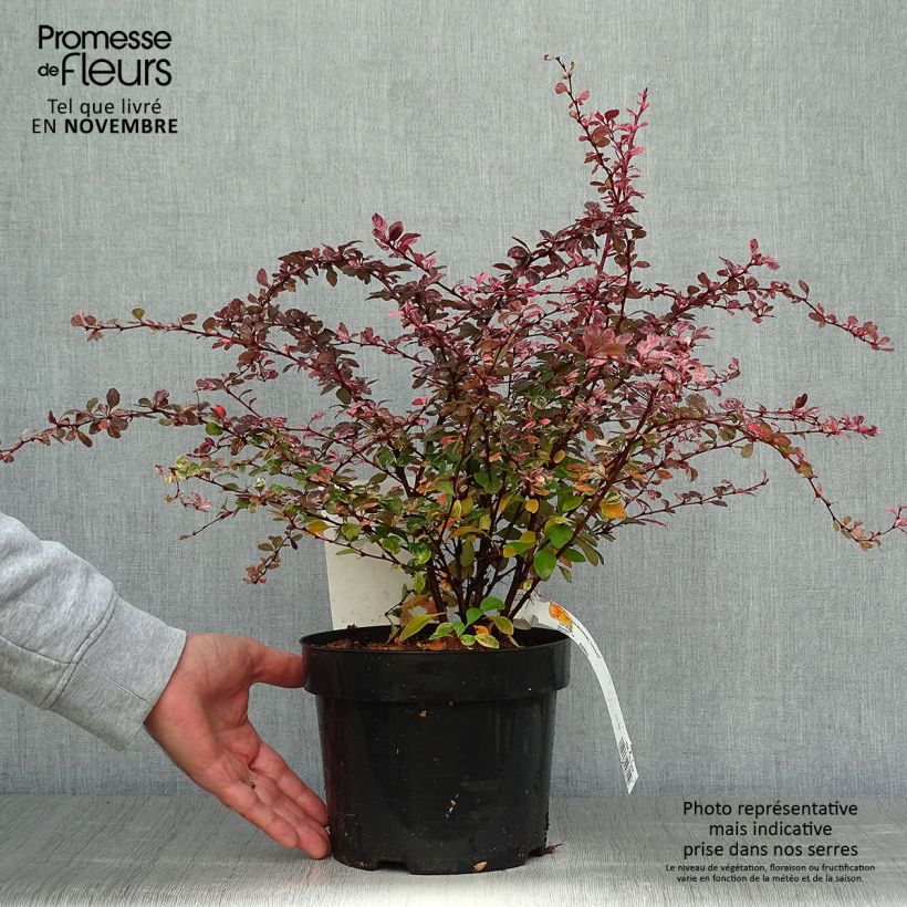Example of Berberis thunbergii Harlequin Topf mit 2L/3L as you get in automne