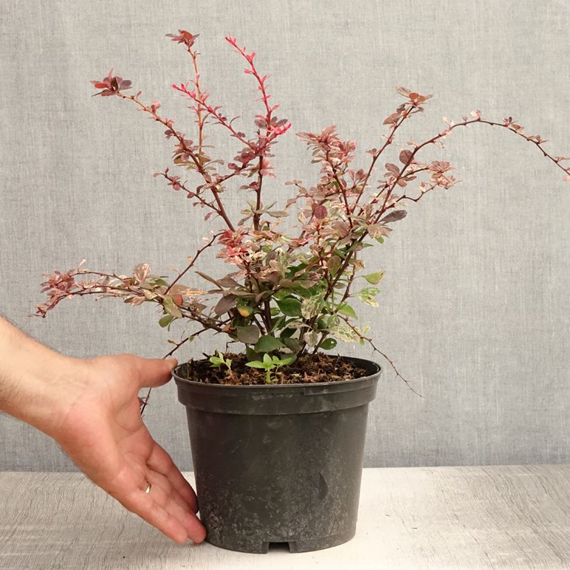 Exemplar von Berberis thunbergii Harlequin Topf mit 2L/3L wie im Sommer geliefert