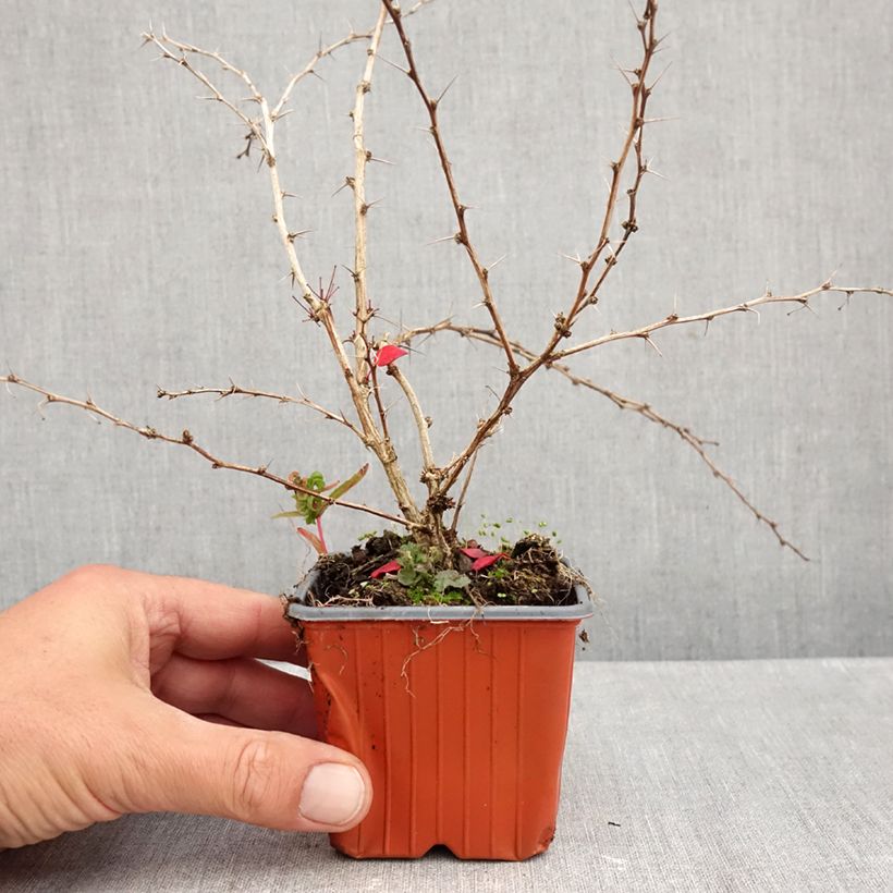 Exemplar von Berberis thunbergii Kelleriis Kleine Töpfe von 8/9 cm wie im Herbst geliefert