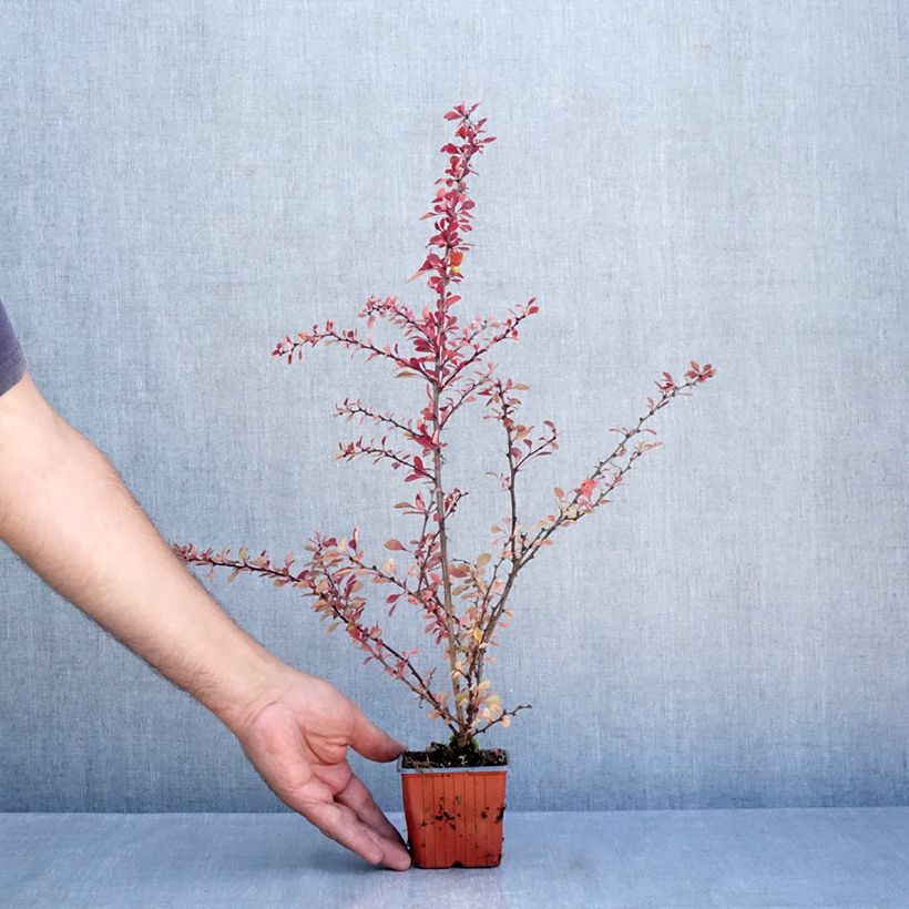Example of Berberis thunbergii Kelleriis Kleine Töpfe von 8/9 cm as you get in ete