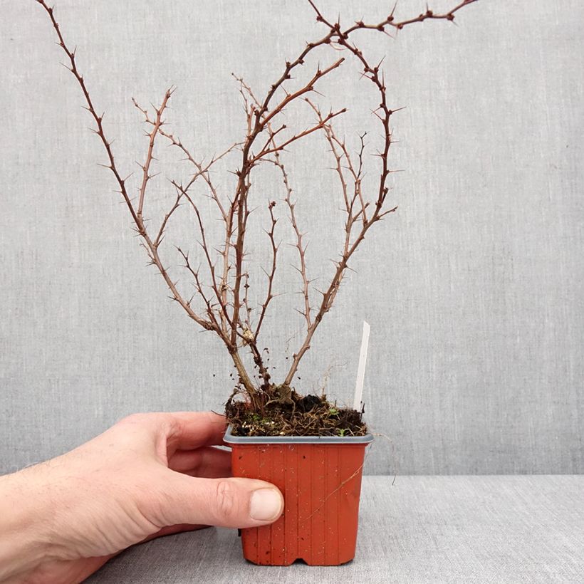 Exemplar von Berberis thunbergii Kelleriis Kleine Töpfe von 8/9 cm wie im Winter geliefert