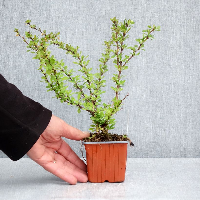 Exemplar von Berberis thunbergii Kelleriis Kleine Töpfe von 8/9 cm wie im Frühjahr geliefert