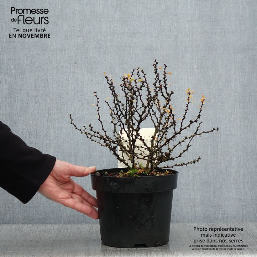 Example of Berberis thunbergii Kobold Topf mit 2L/3L as you get in automne
