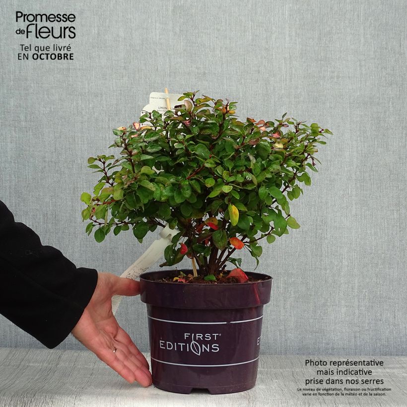 Example of Berberis thunbergii Limoncello Topf mit 3L/4L as you get in automne