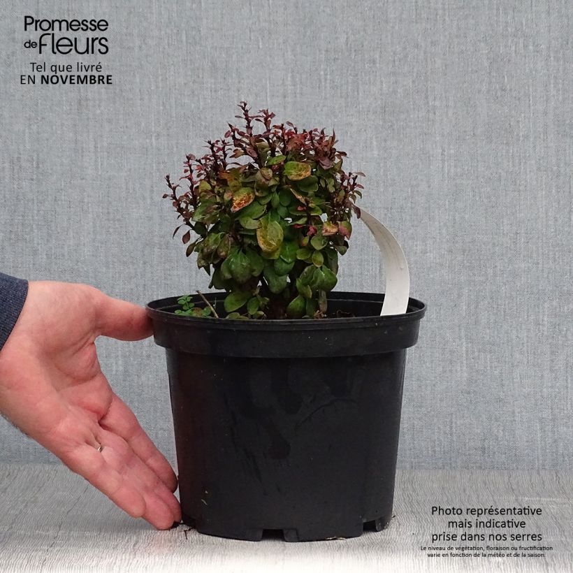 Example of Berberis thunbergii Lutin Rouge Topf mit 2L/3L as you get in automne