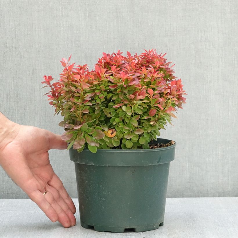 Exemplar von Berberis thunbergii Lutin Rouge Topf mit 2L/3L wie im Sommer geliefert