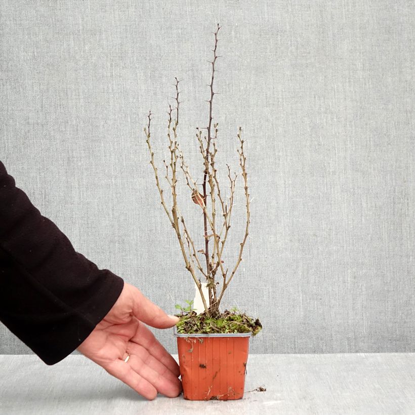 Exemplar von Berberis thunbergii Maria Kleine Töpfe von 8/9 cm wie im Herbst geliefert