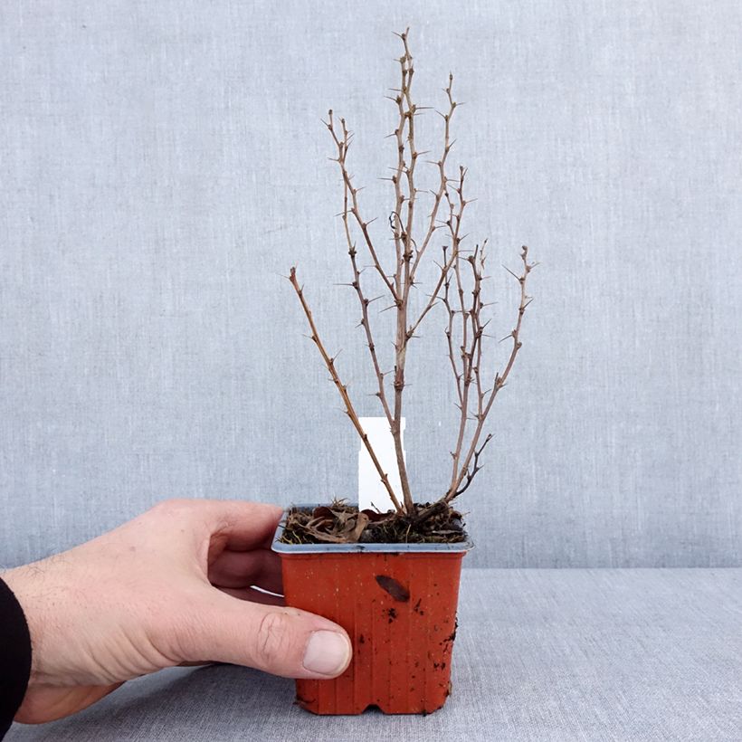 Example of Berberis thunbergii Maria Kleine Töpfe von 8/9 cm as you get in hiver