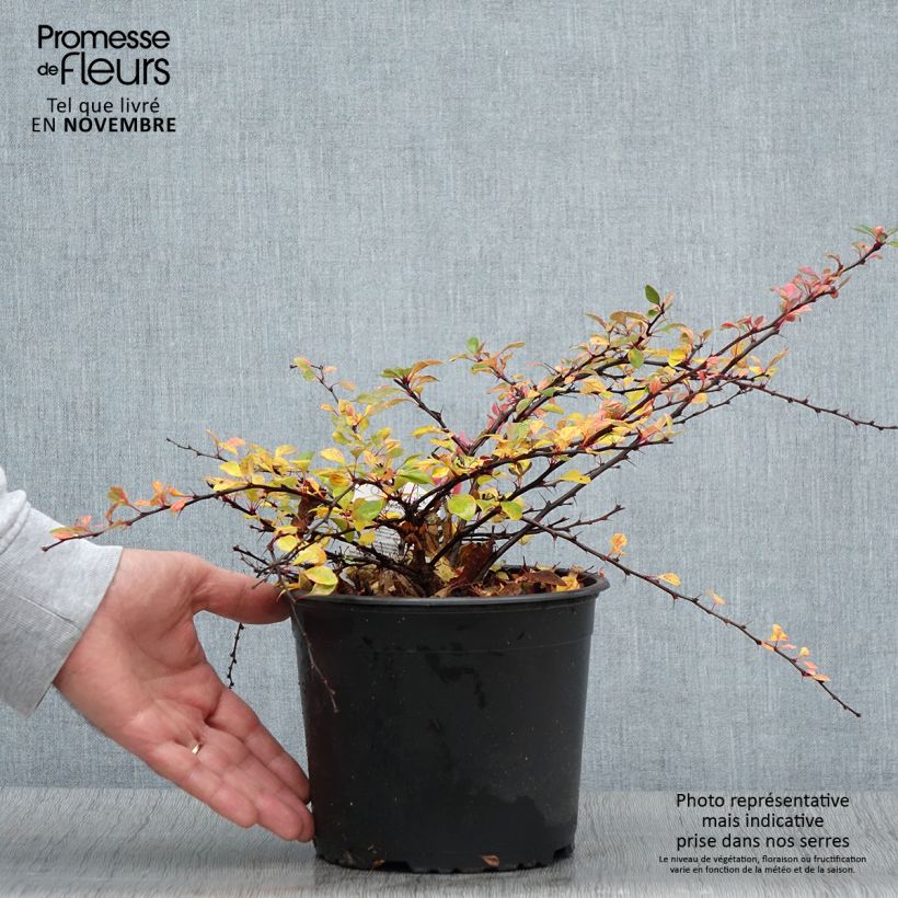 Example of Berberis thunbergii Natasza Topf mit 2L/3L as you get in automne