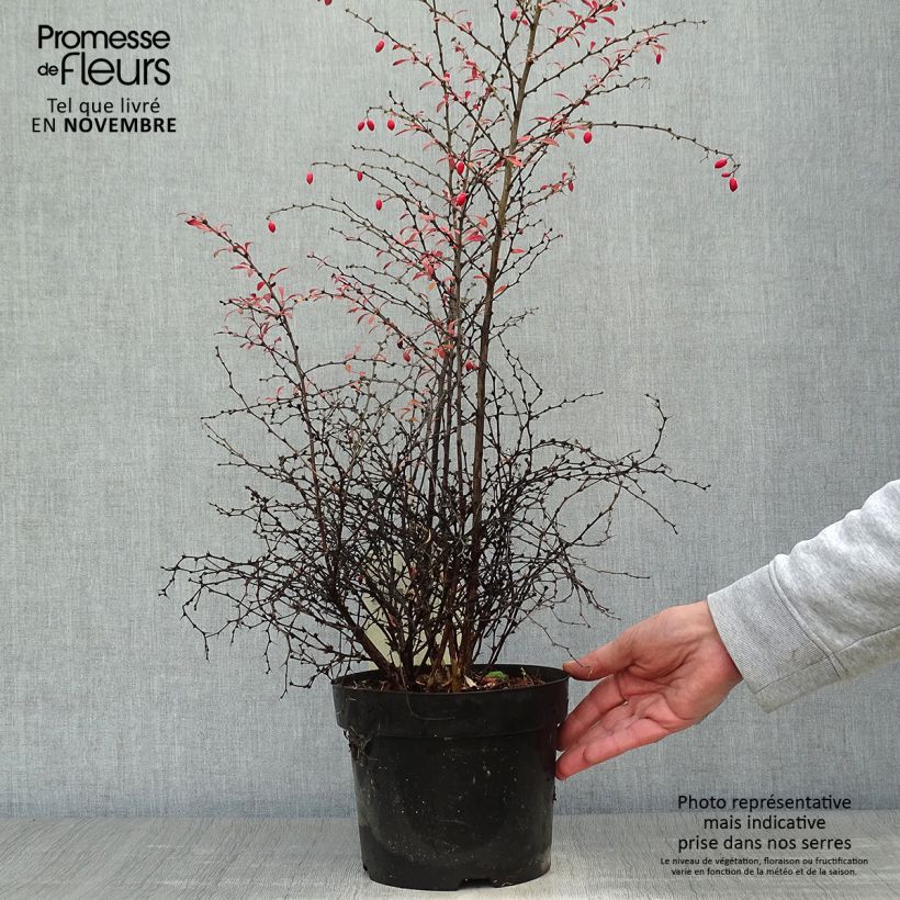 Example of Berberis thunbergii Orange Dream Topf mit 2L/3L as you get in automne