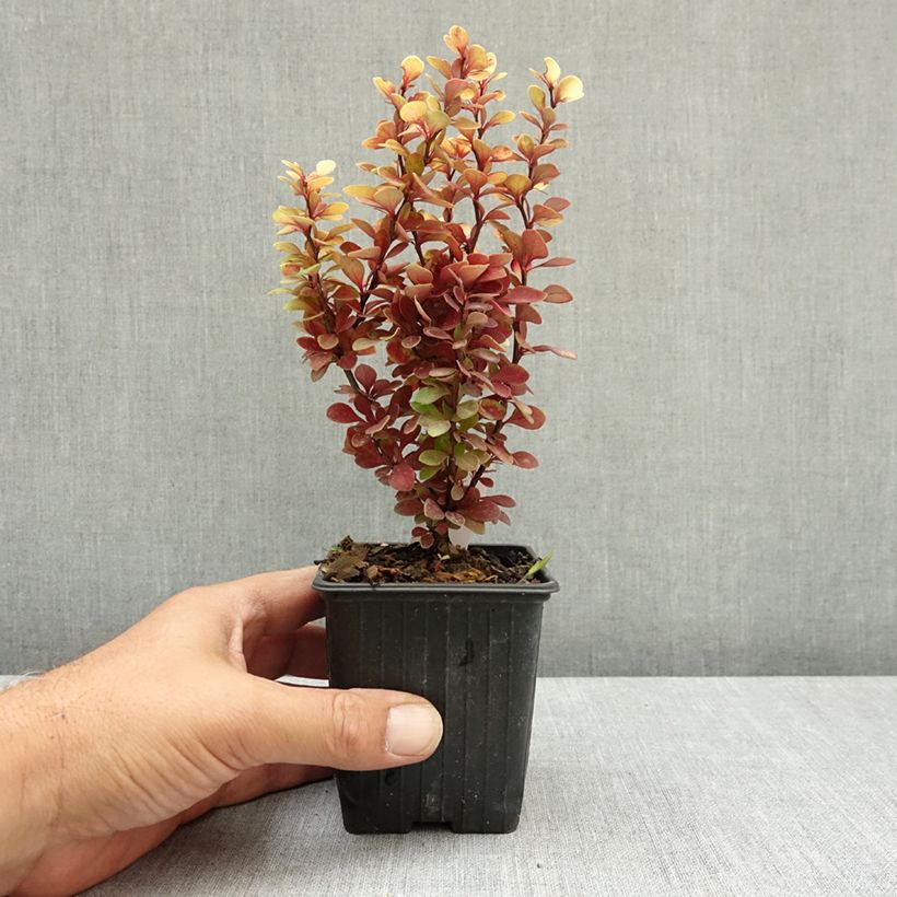 Exemplar von Berberis thunbergii Orange Torch Kleine Töpfe von 8/9 cm wie im Sommer geliefert