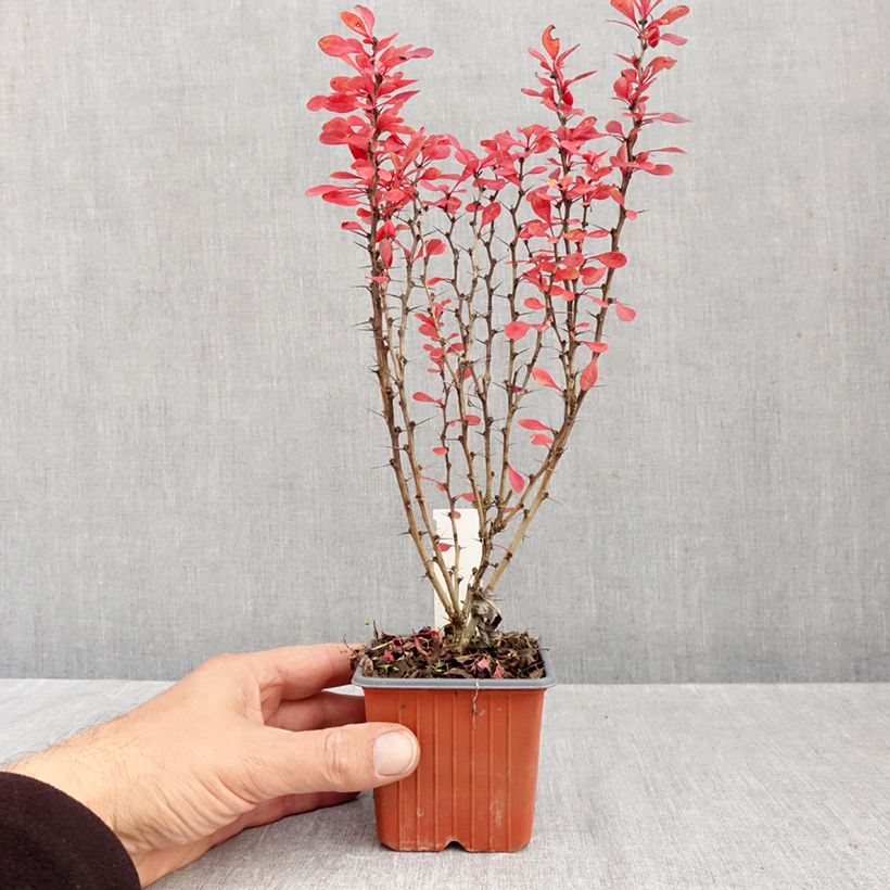 Exemplar von Berberis thunbergii Powwow Kleine Töpfe von 8/9 cm wie im Herbst geliefert