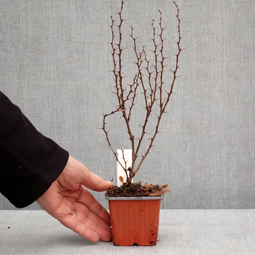 Example of Berberis thunbergii Powwow Kleine Töpfe von 8/9 cm as you get in hiver