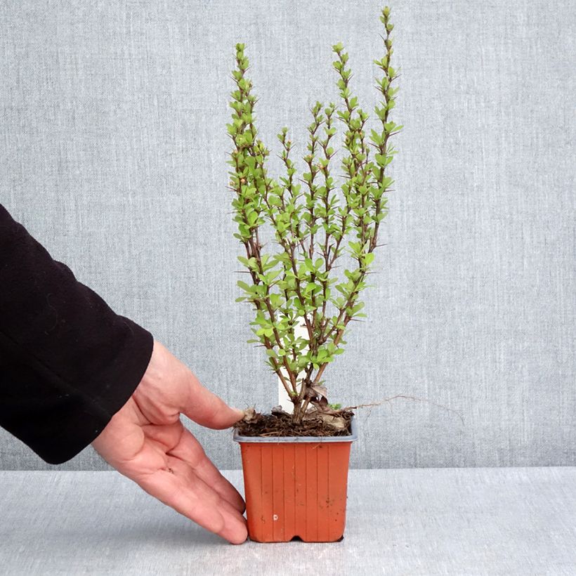 Exemplar von Berberis thunbergii Powwow Kleine Töpfe von 8/9 cm wie im Frühjahr geliefert