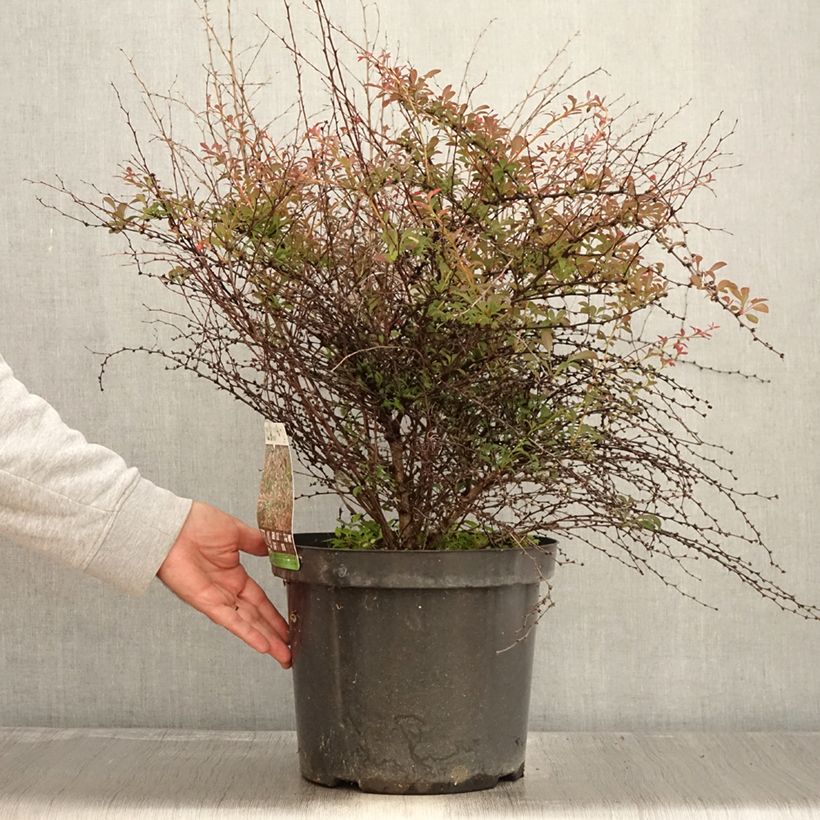 Example of Berberis thunbergii Red Dream Topf mit 7,5L/10L as you get in automne