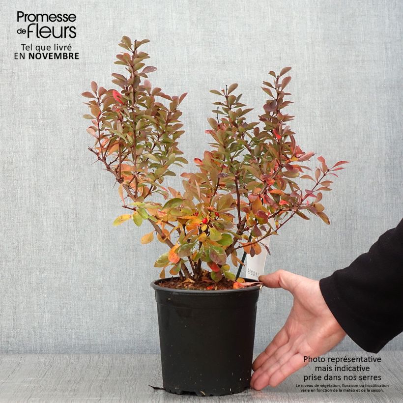 Example of Berberis thunbergii Red Rocket Topf mit 2L/3L as you get in automne