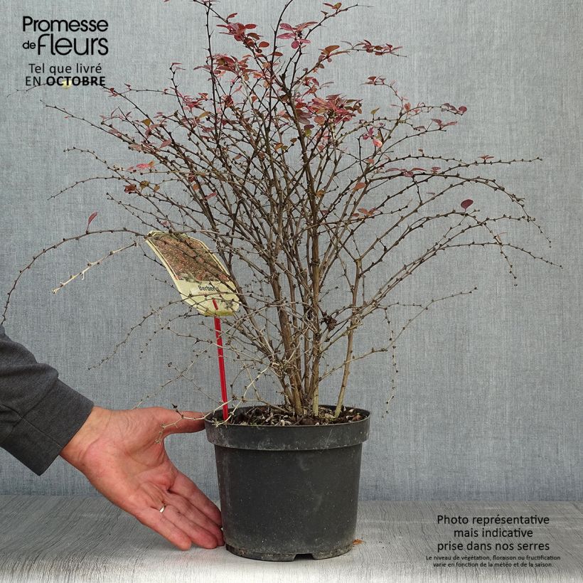 Example of Berberis thunbergii Rosy Glow Topf mit 2L/3L as you get in automne
