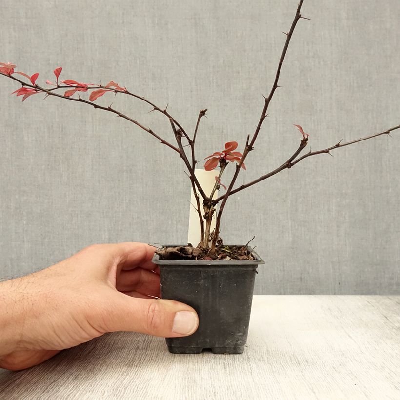Example of Berberis thunbergii Rosy Glow Kleine Töpfe von 8/9 cm as you get in automne