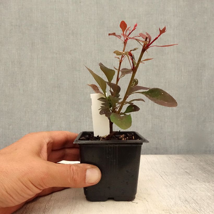 Exemplar von Berberis thunbergii Rosy Glow Kleine Töpfe von 8/9 cm wie im Sommer geliefert