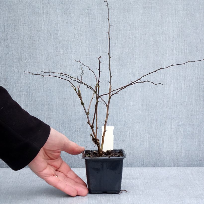 Exemplar von Berberis thunbergii Rosy Glow Kleine Töpfe von 8/9 cm wie im Winter geliefert