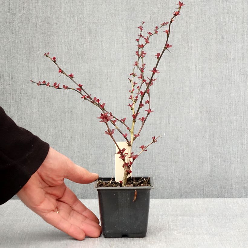 Exemplar von Berberis thunbergii Rosy Glow Kleine Töpfe von 8/9 cm wie im Frühjahr geliefert
